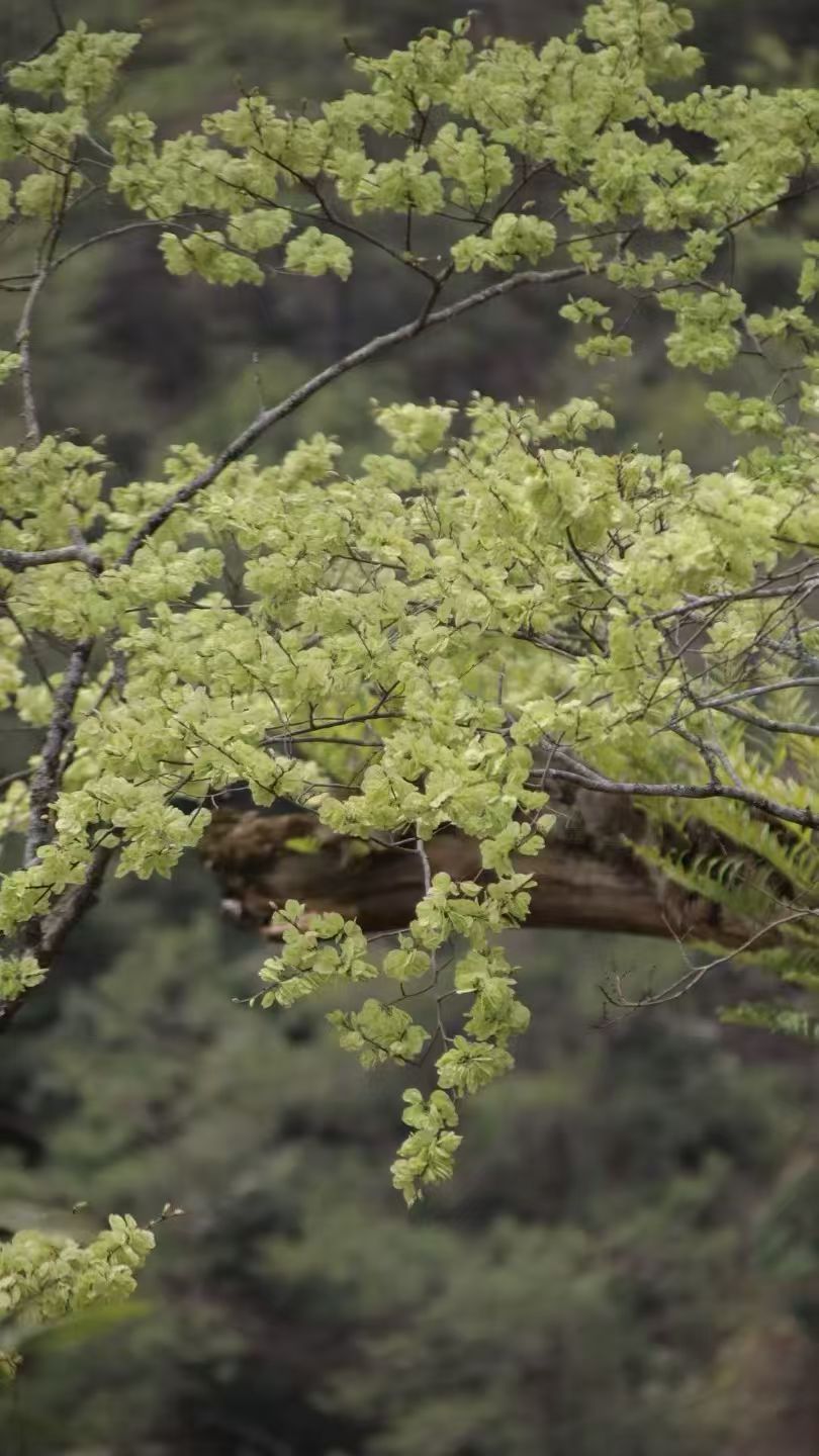 071775525494118545.jpeg cca020fb61bb7d9119c3300ac06b92d8.jpg